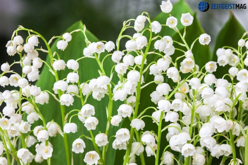 lily of the valley