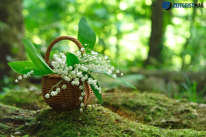 lily of the valley